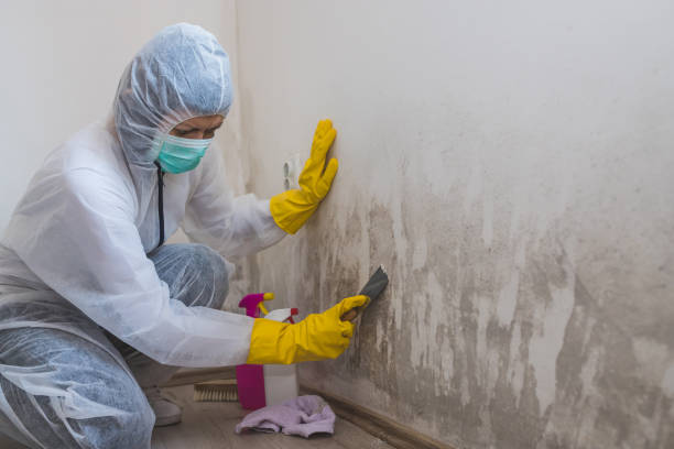 Best Commercial Mold Removal  in Verona, PA