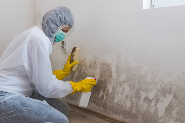 Best Professional Mold Removal  in Verona, PA