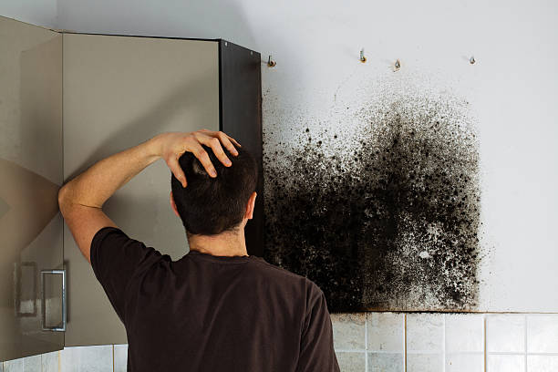 Best Black Mold Removal  in Verona, PA