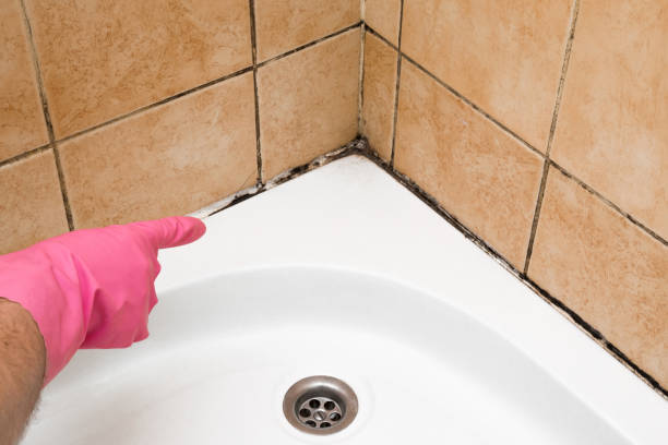 Best Affordable Mold Removal  in Verona, PA